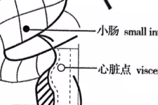 耳穴防治心脑血管疾病