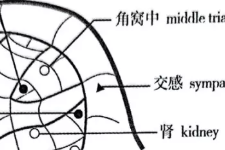 秋冬季节哮喘多发，耳穴平喘的方法