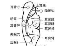 一入秋就咳嗽，试试耳穴止咳