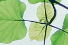 小满节气“治未病”，背后七颠百病消