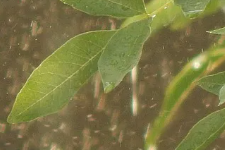 芒种后，静养勿躁，怡情养性，别让心情“发了霉”
