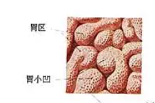 她来治闭经，我却给她治起了胃下垂