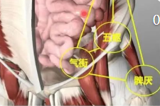 学员分享：减腹压之带脉天部