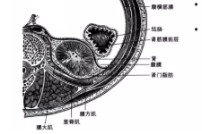 从现代解剖学认识，肾是如何捍卫自己的位置的