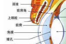 程氏针灸儿童护眼课——不近视的方法