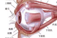 控制眼球运动的六条肌肉你分清楚了吗？ 睛明穴可以调节内直肌与上斜肌你知道吗？