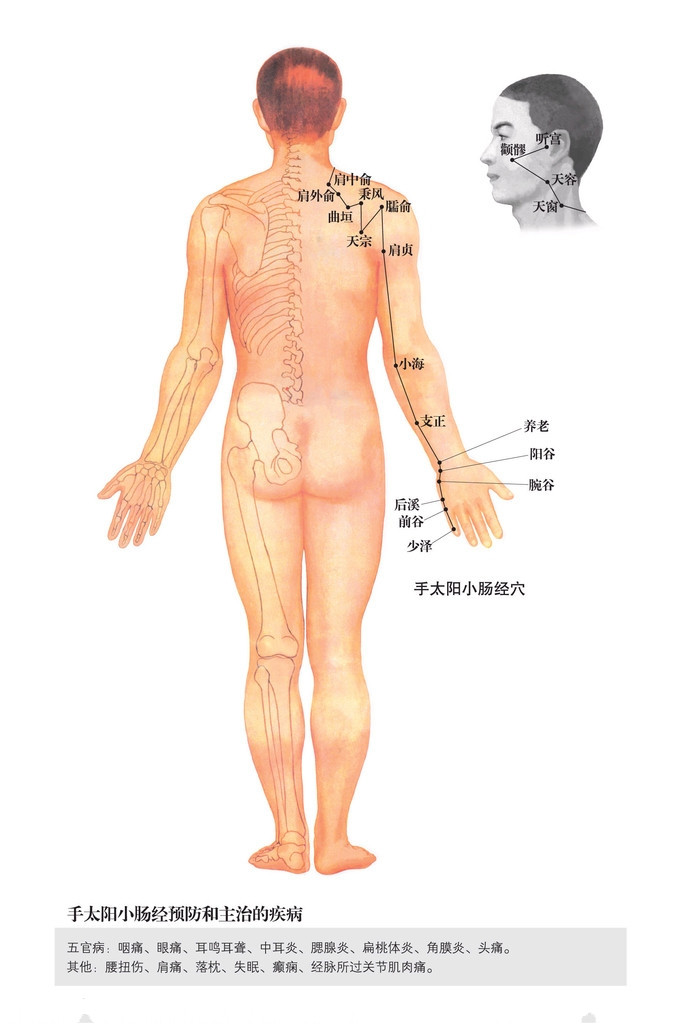 手太阳小肠经穴位图 手太阳小肠经穴位图