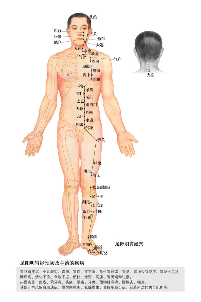 足阳明胃经穴位图 足阳明胃经穴位图