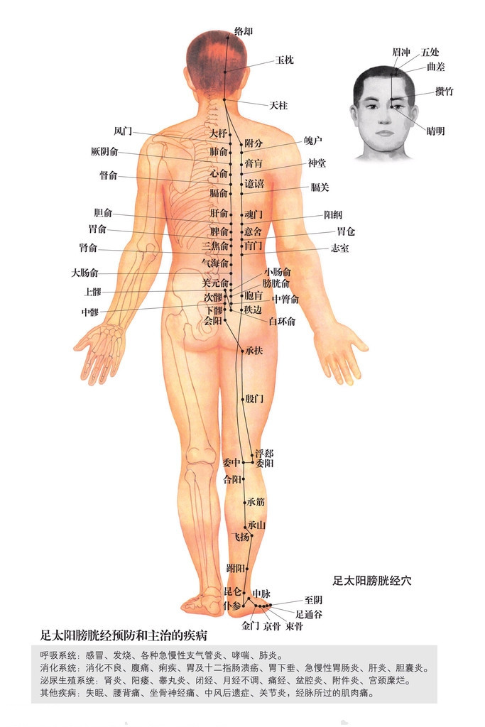 足太阳膀胱经穴位图 足太阳膀胱经穴位图