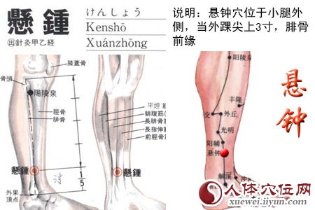 悬钟穴位图 悬钟穴位图