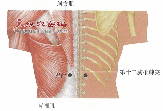 胃俞穴位位置图及针灸穴位图解