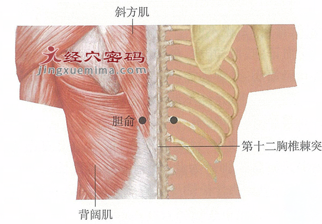 胆俞穴位位置图及针灸穴位图解