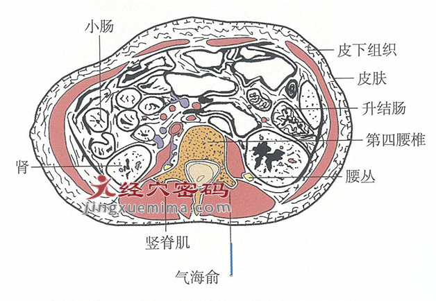 气海俞的位置解剖图（图解）