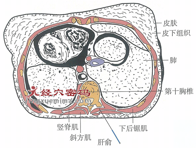 肝俞的位置解剖图（图解）