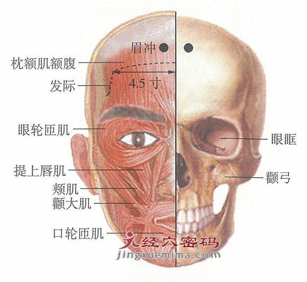 眉冲穴位位置图及针灸穴位图解