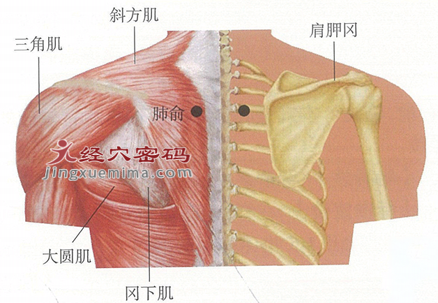 肺俞穴位位置图及针灸穴位图解