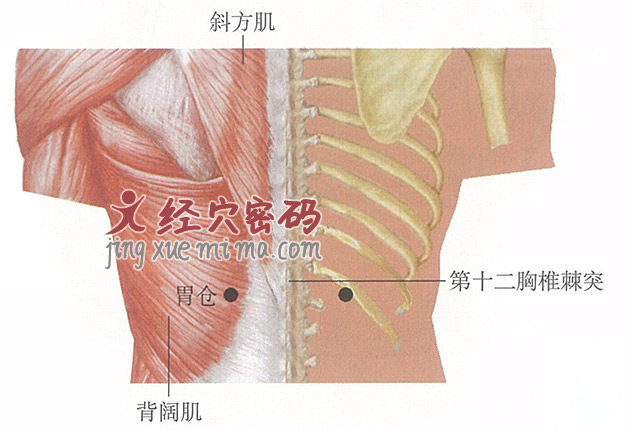 胃仓穴位位置图及针灸穴位图解