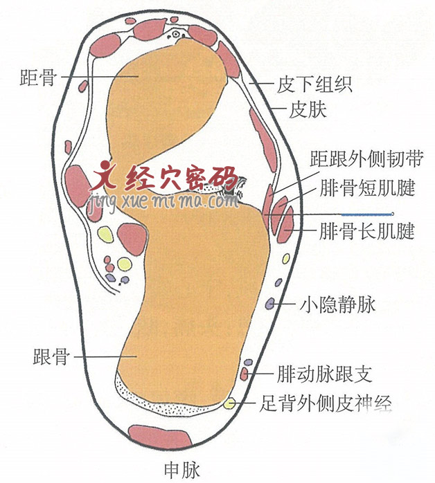 申脉的位置解剖图（图解）