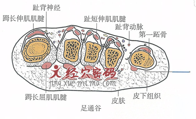 足通谷的位置解剖图（图解）