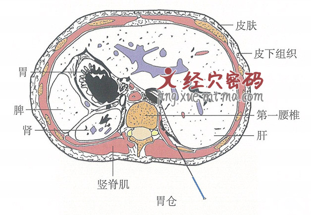 胃仓的位置解剖图（图解）