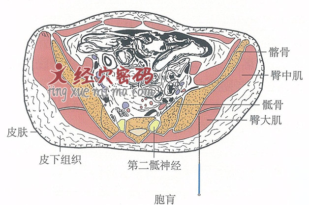 胞肓的位置解剖图（图解）