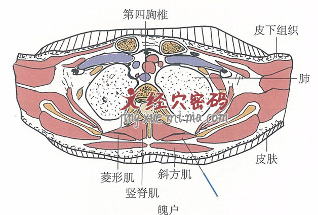 魄户的位置解剖图（图解）