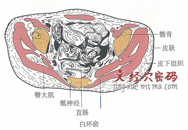 白环俞的位置解剖图（图解）