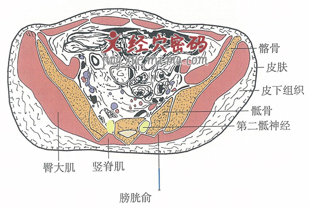 膀胱俞的位置解剖图（图解）