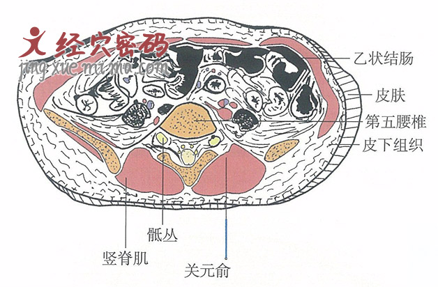 关元俞的位置解剖图（图解）