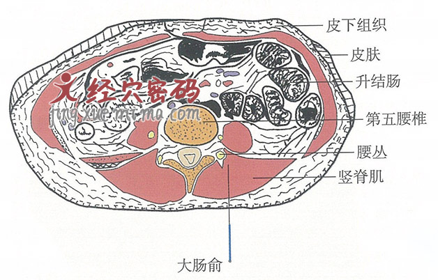大肠俞的位置解剖图（图解）