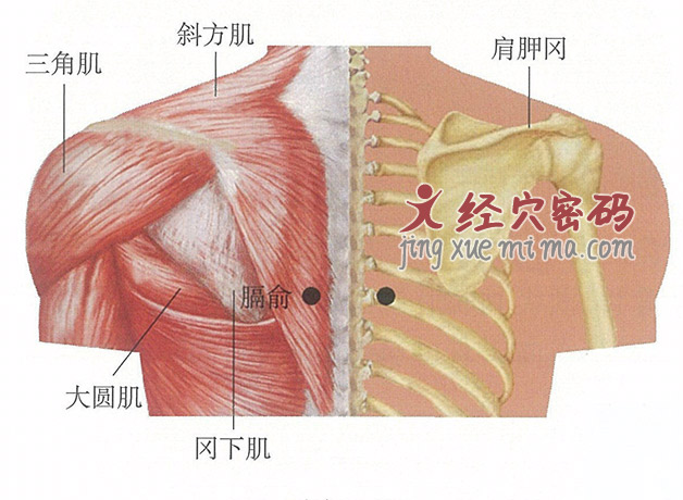 膈俞穴位位置图及针灸穴位图解