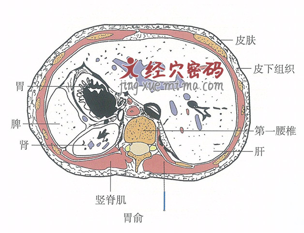 胃俞的位置解剖图（图解）