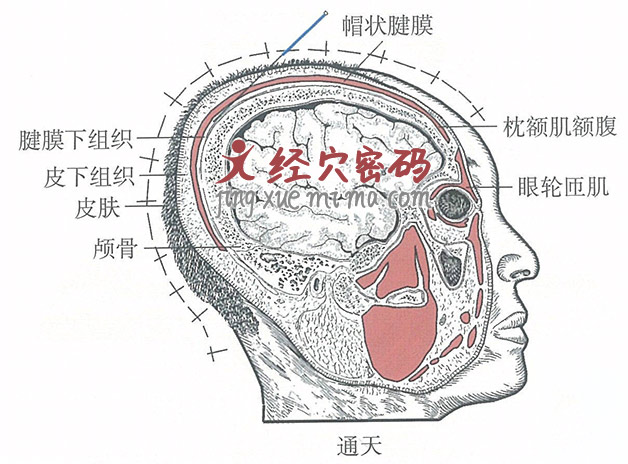 通天的位置解剖图（图解）