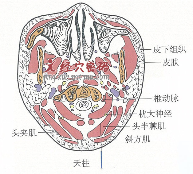 天柱的位置解剖图（图解）