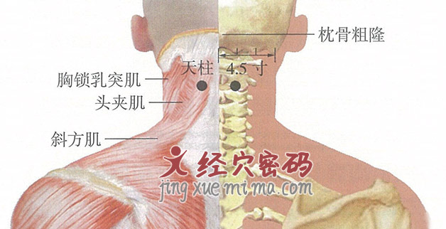 天柱穴位位置图及针灸穴位图解