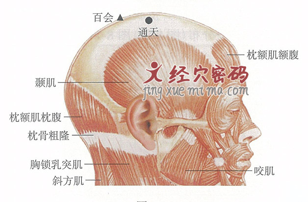 通天穴位位置图及针灸穴位图解