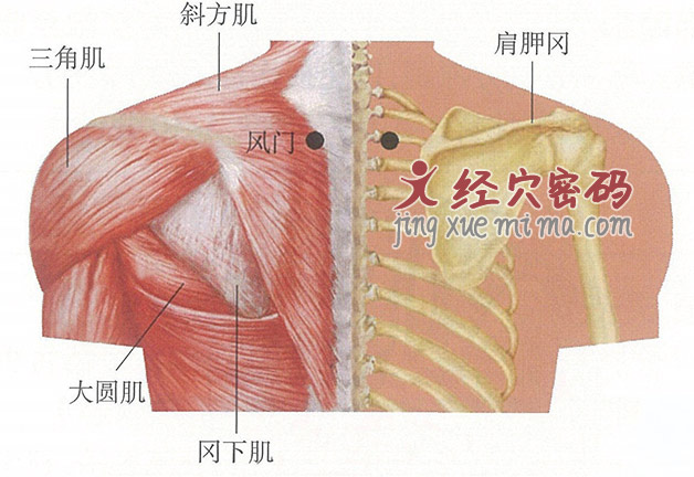 风门穴位位置图及针灸穴位图解