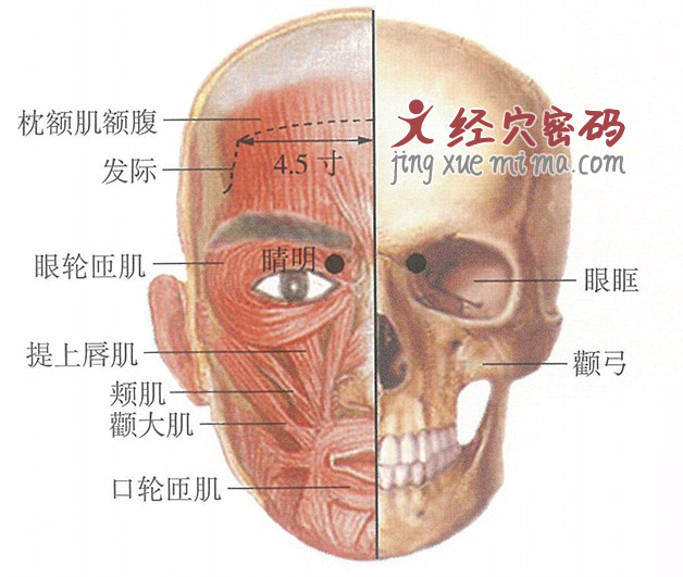 睛明穴位位置图及针灸穴位图解