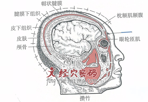 攒竹的位置解剖图（图解）