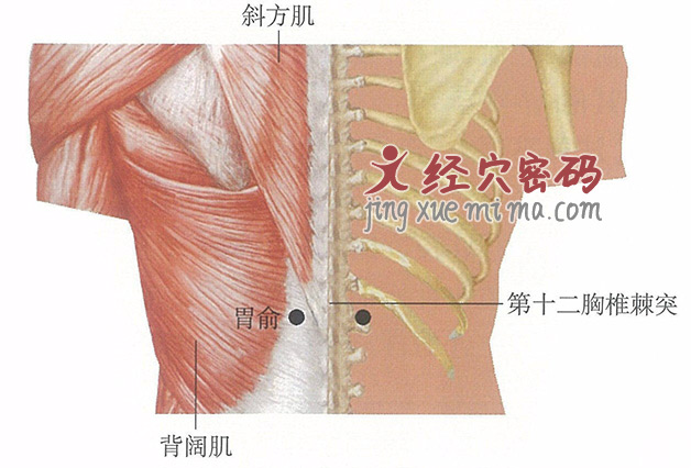 胃俞穴位位置图及针灸穴位图解