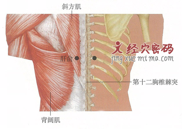  肝俞穴位位置图及针灸穴位图解