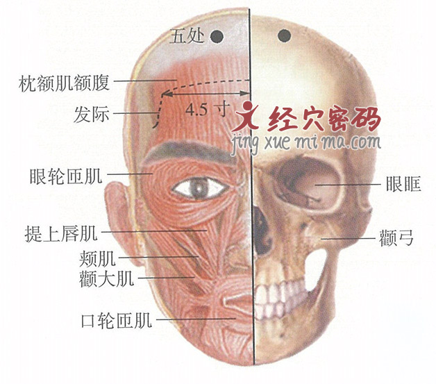 五处穴位位置图及针灸穴位图解