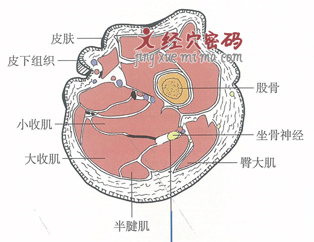 承扶的位置解剖图（图解）