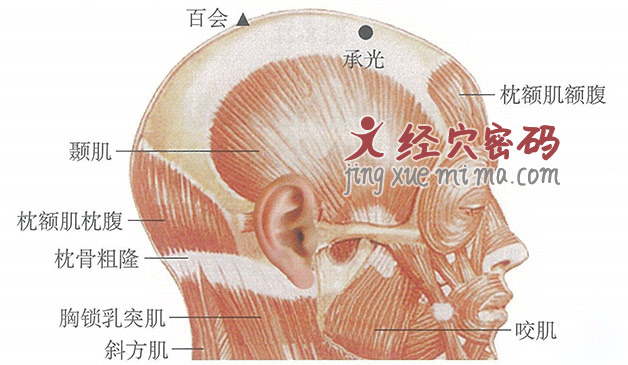 承光穴位位置图及针灸穴位图解