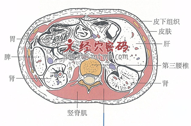 肾俞的位置解剖图（图解）