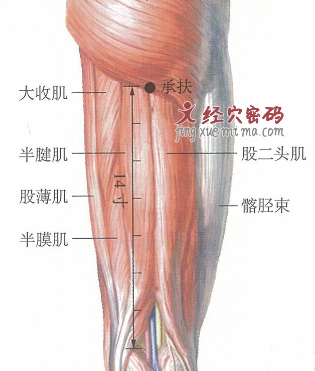 承扶穴位位置图及针灸穴位图解