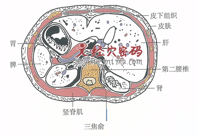 三焦俞的位置解剖图（图解）