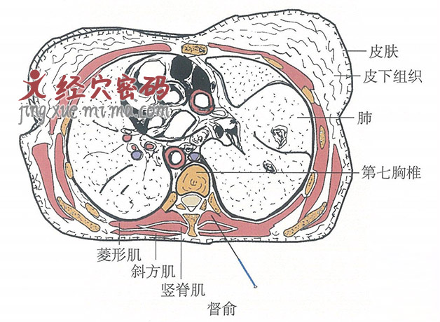 督俞的位置解剖图（图解）