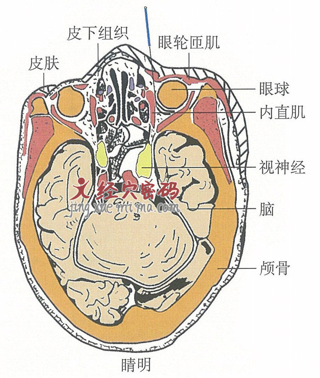 睛明的位置解剖图（图解）