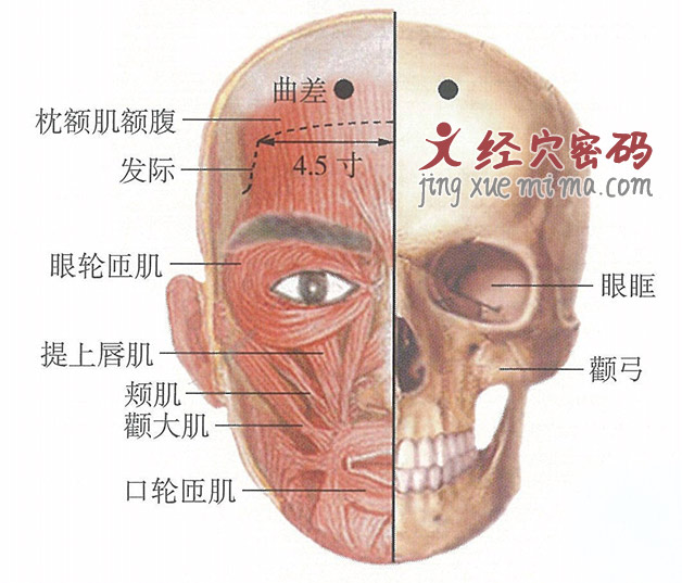 曲差穴位位置图及针灸穴位图解